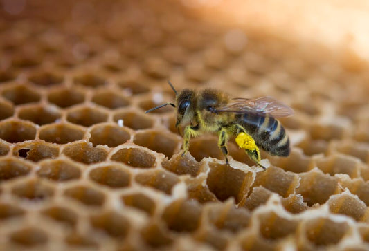 Bee Pollen Granules Benefits